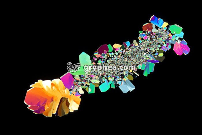 Saccharose LPA x3 - gryphea.org